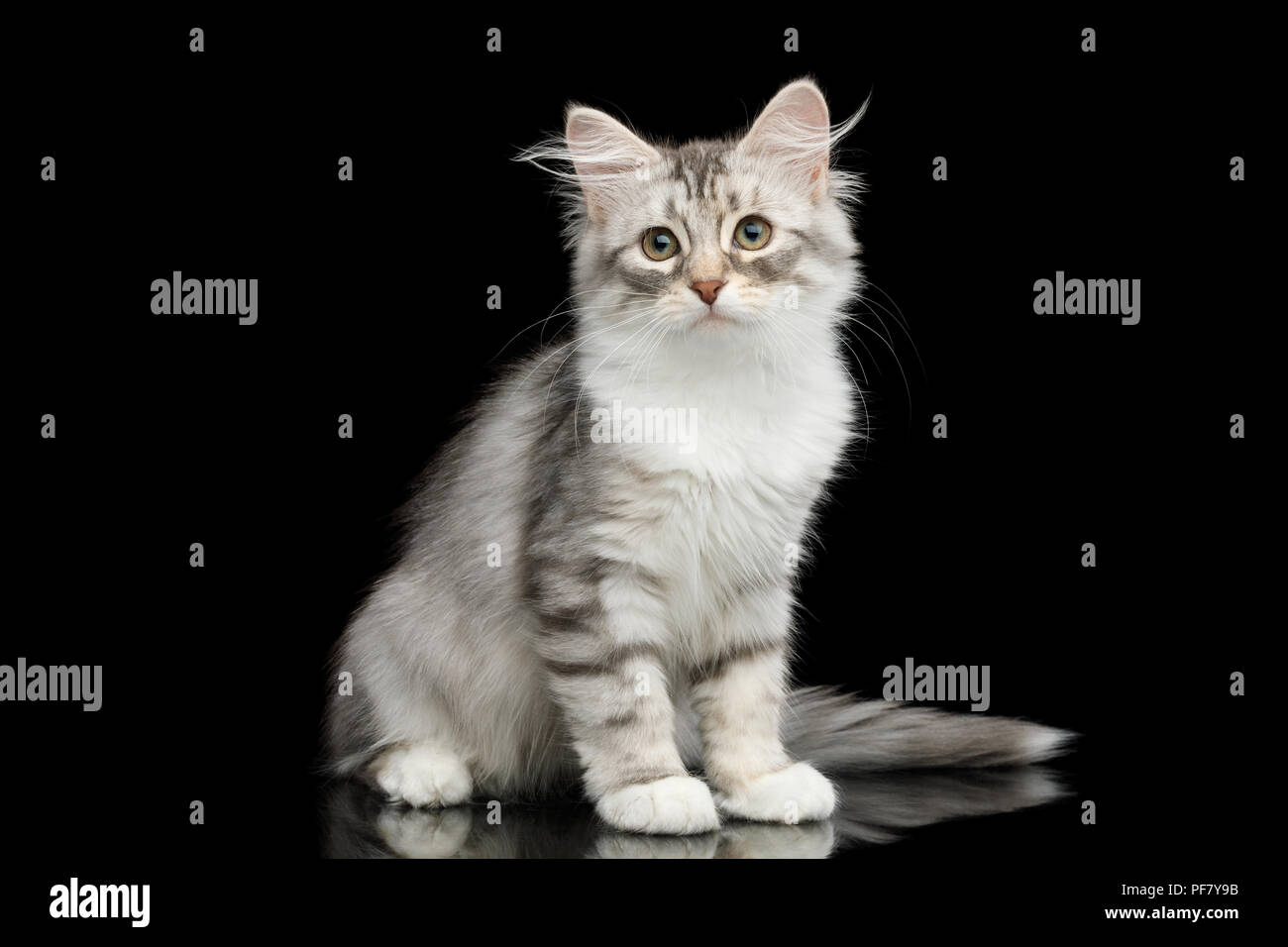 Silver Tabby Siberian Kitten With Furry Coat Sitting And Stare On