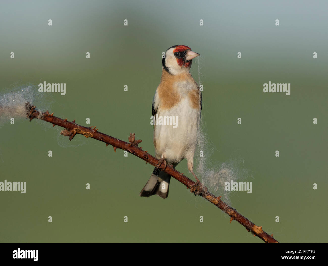 Goldfinch Uk Nest High Resolution Stock Photography and Images - Alamy