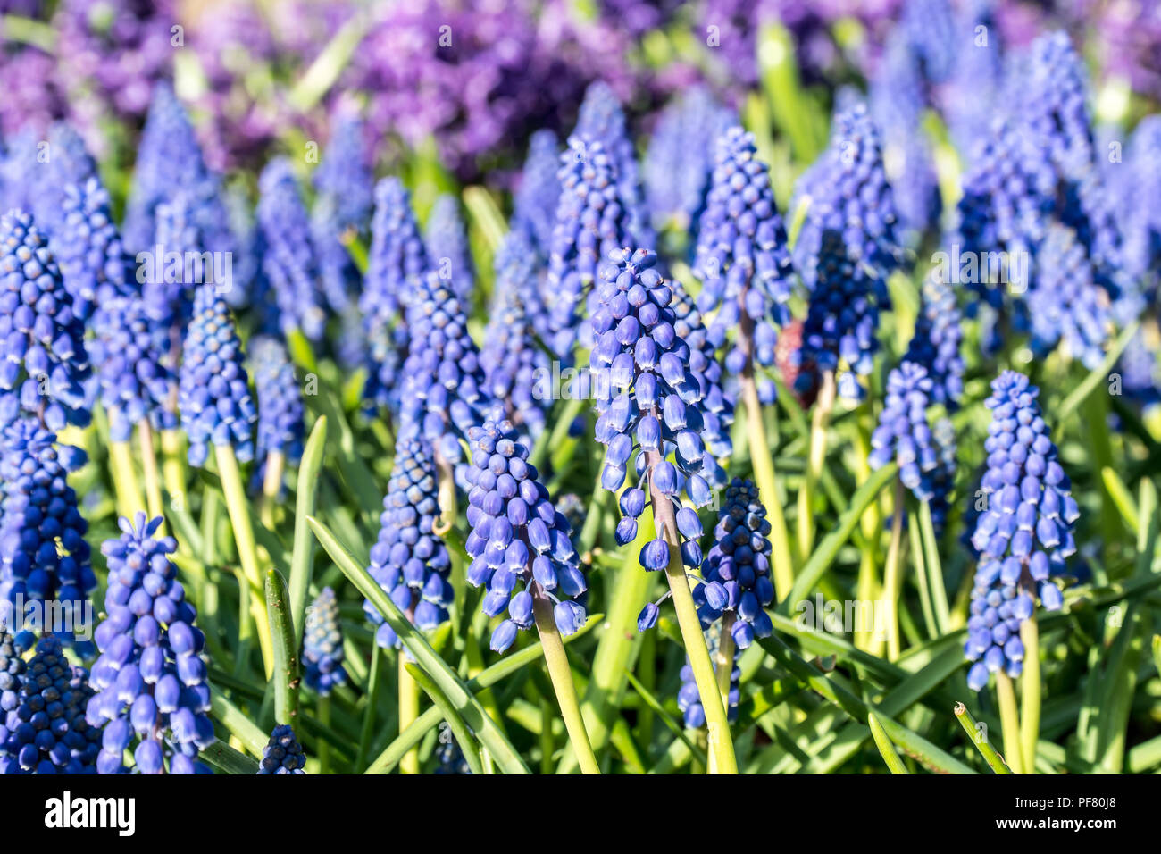Group of beautiful little blue flowers in a garden Stock Photo - Alamy