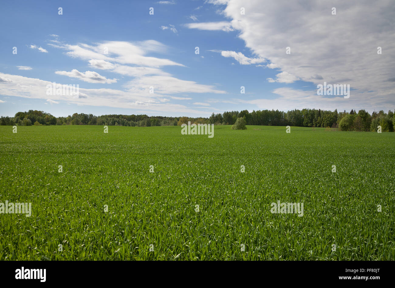 Field of wheat and blue sky with clouds Stock Photo - Alamy