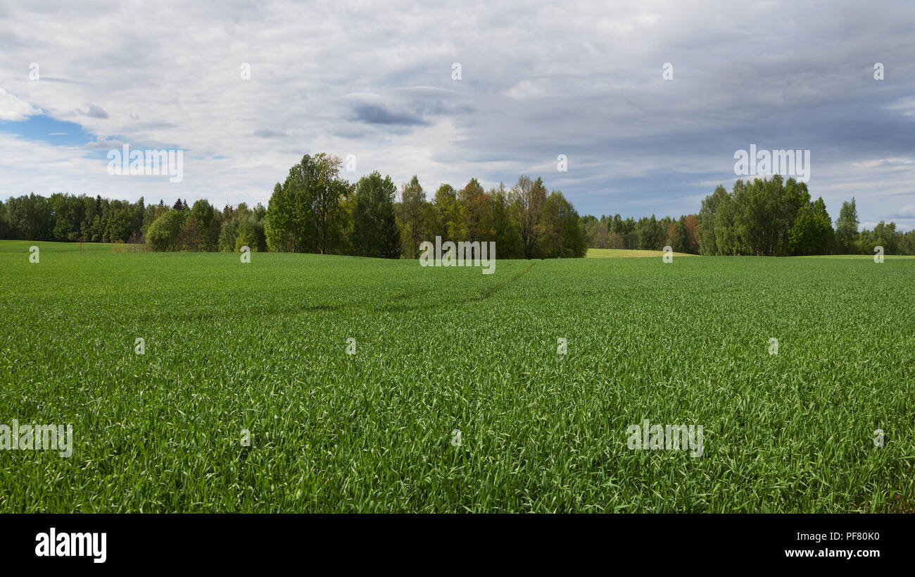 Field of wheat and blue sky with clouds Stock Photo - Alamy
