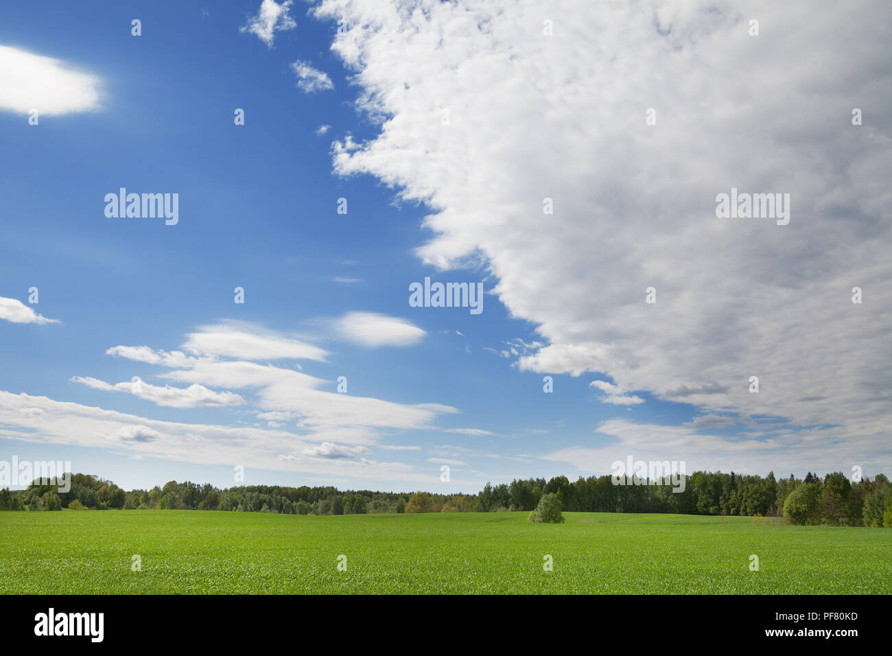 Field of wheat and blue sky with clouds Stock Photo - Alamy