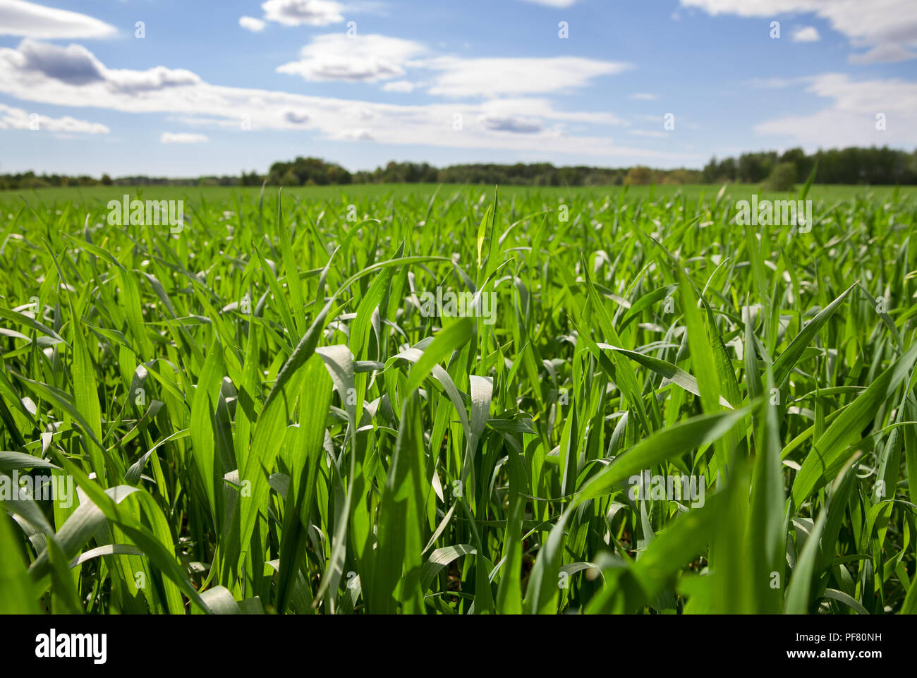 Field of wheat and blue sky with clouds Stock Photo - Alamy