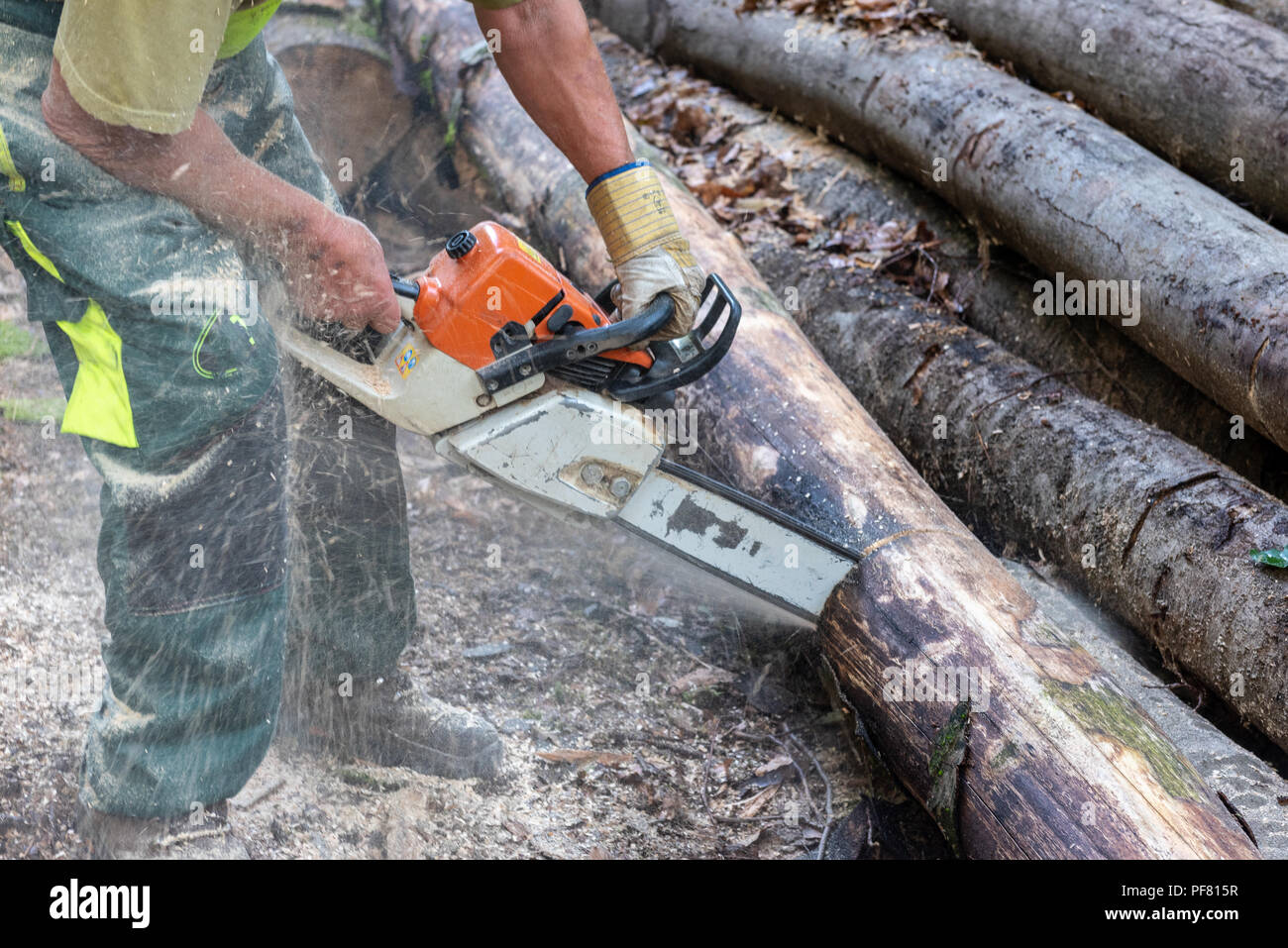Lumberjack cutting trees with a chainsaw in forest Stock Photo - Alamy