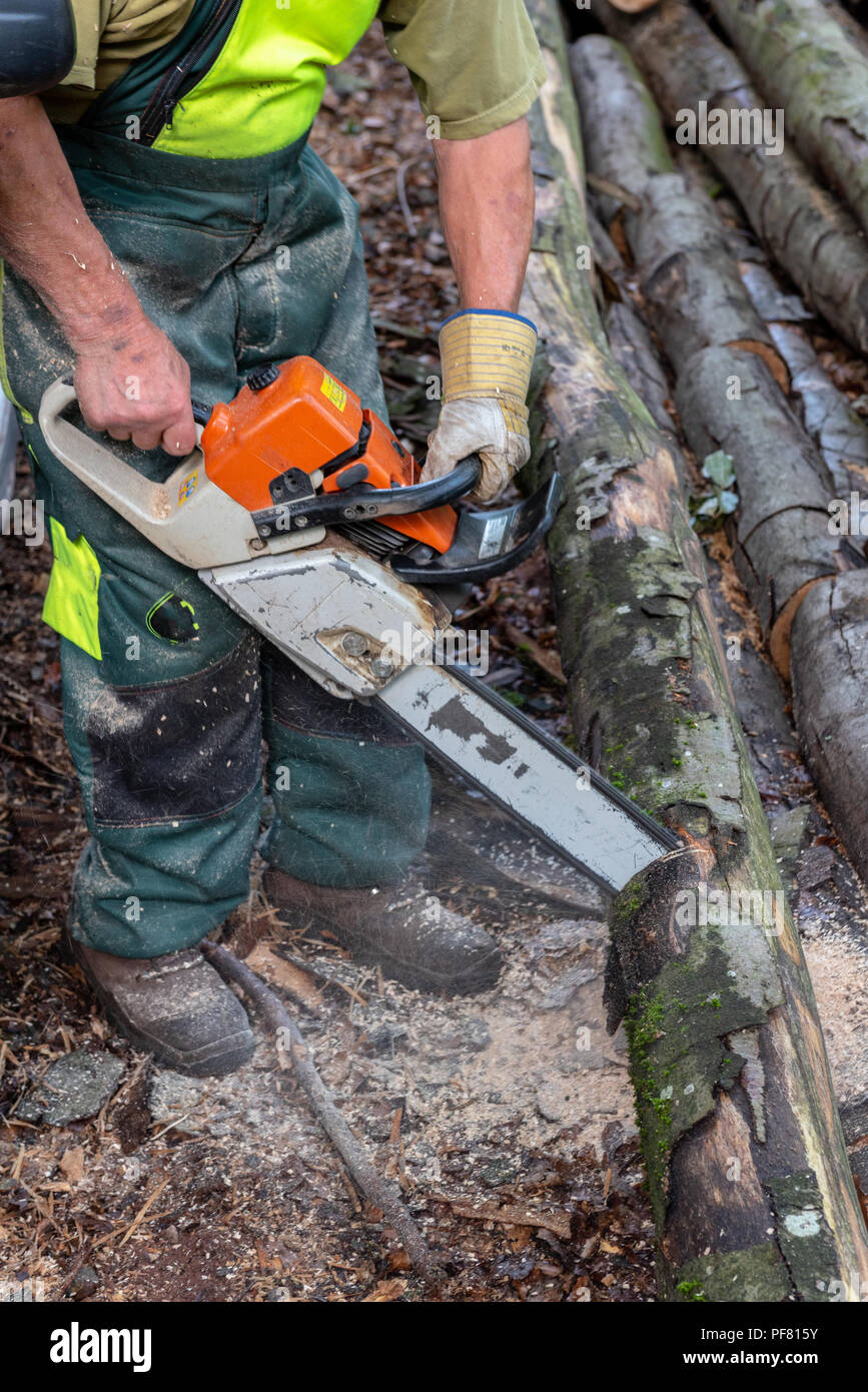 Lumberjack cutting trees with a chainsaw in forest Stock Photo Alamy