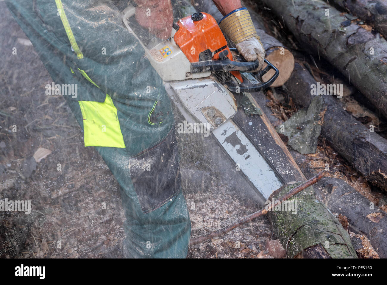 Lumberjack cutting trees with a chainsaw in forest Stock Photo - Alamy