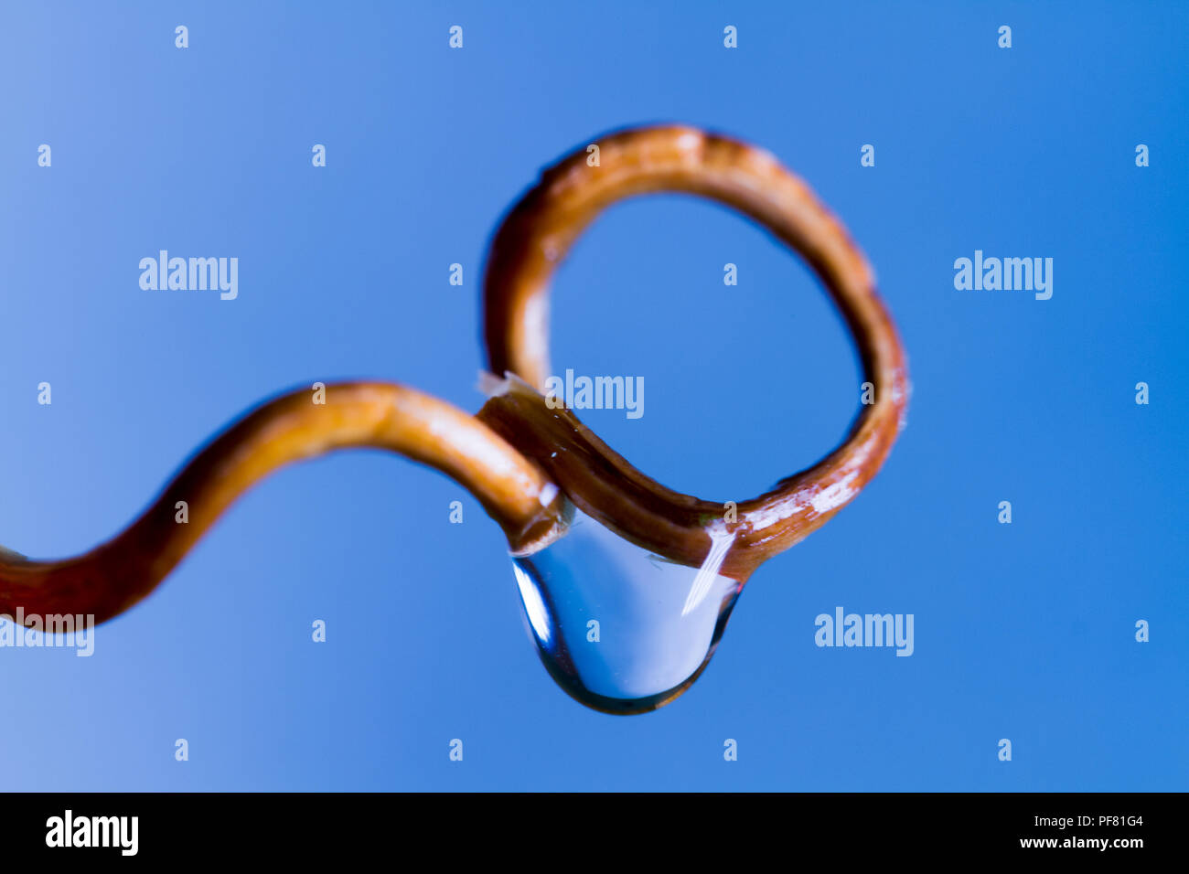 flower with water drops Stock Photo