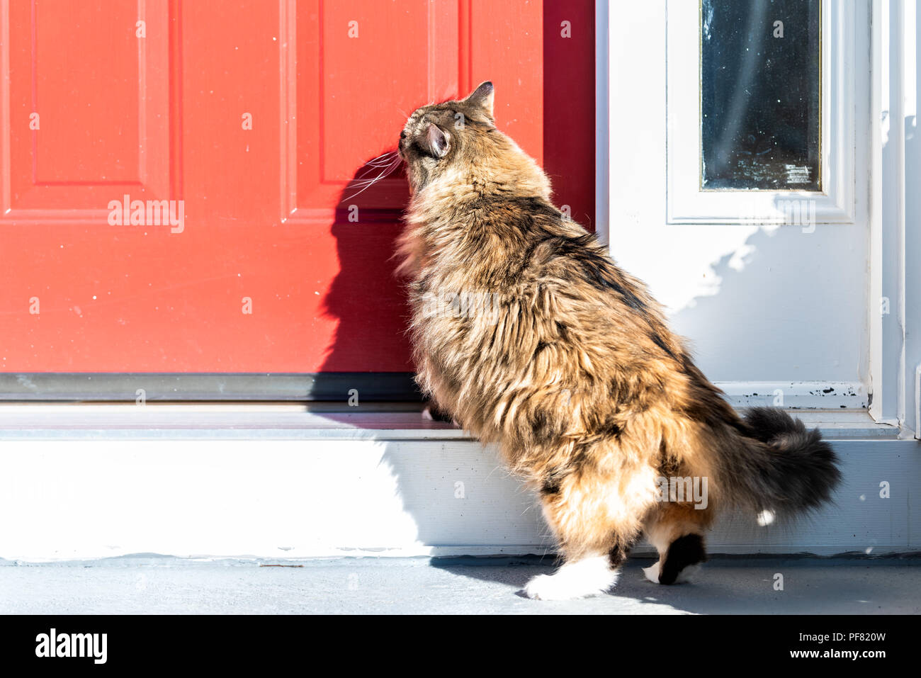 Back of one scared calico maine coon cat standing outside, in front of