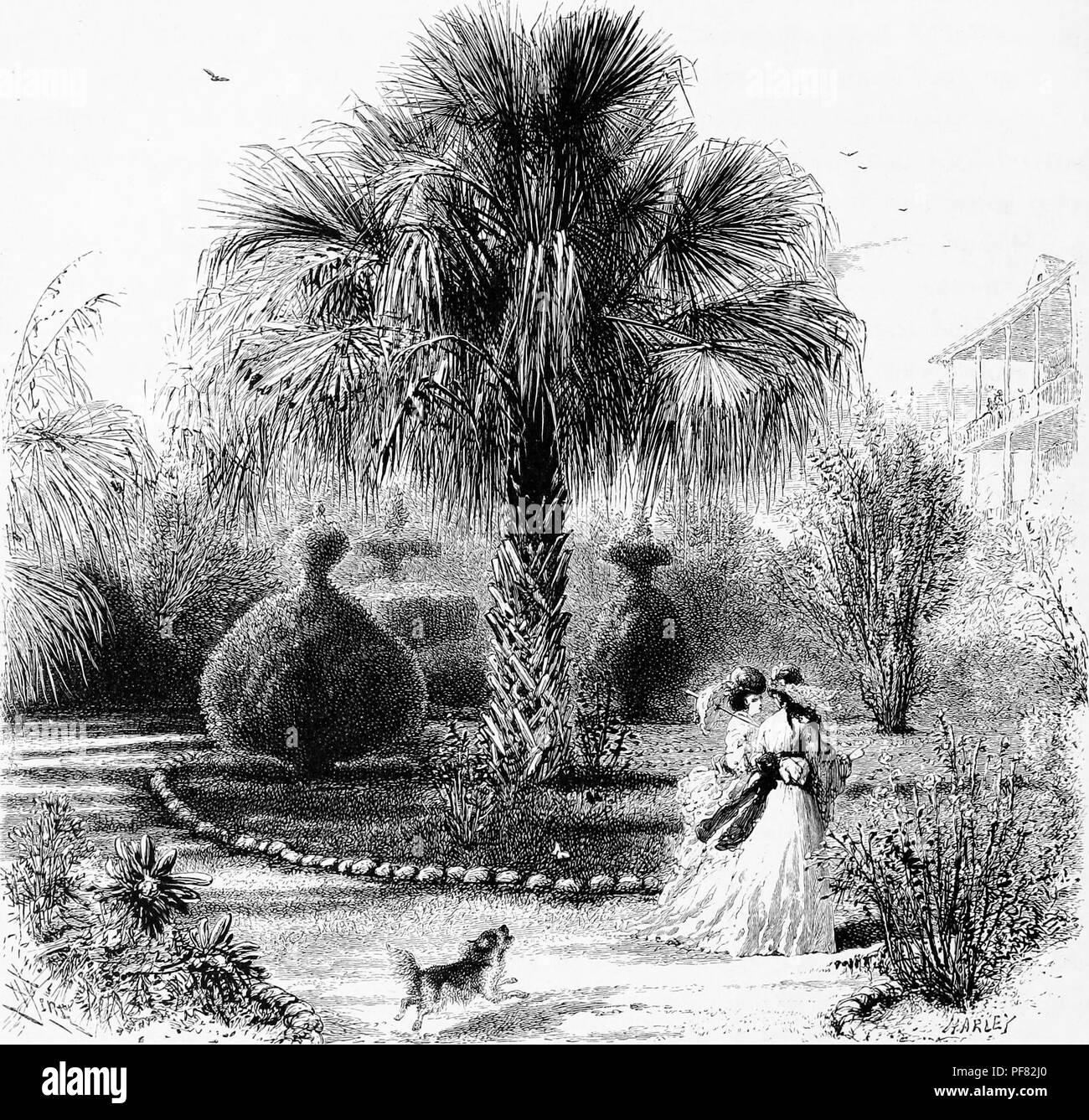 Black and white vintage print depicting a dog barking at two women in Victorian dress who are walking on a path through a garden in Charleston, with topiary bushes and a palm tree, possibly a cabbage palm (Sabal palmetto) at its center, located in Charleston, South Carolina, USA, published in William Cullen Bryant's edited volume 'Picturesque America; or, The Land We Live In', 1872. Courtesy Internet Archive. () Stock Photo