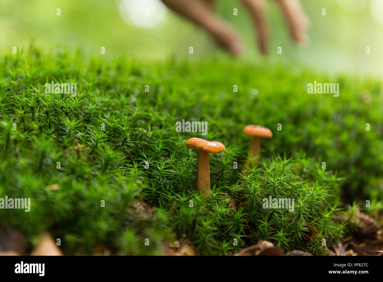 A couple of tiny mushrooms about to be picked from a little green bush. Stock Photo