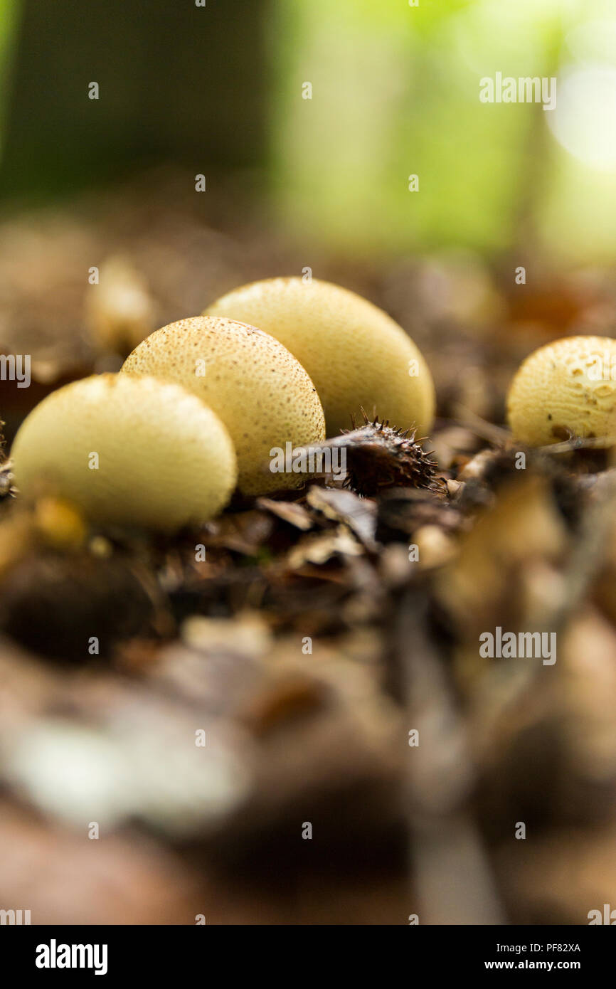 Fungus on willow tree hires stock photography and images Alamy