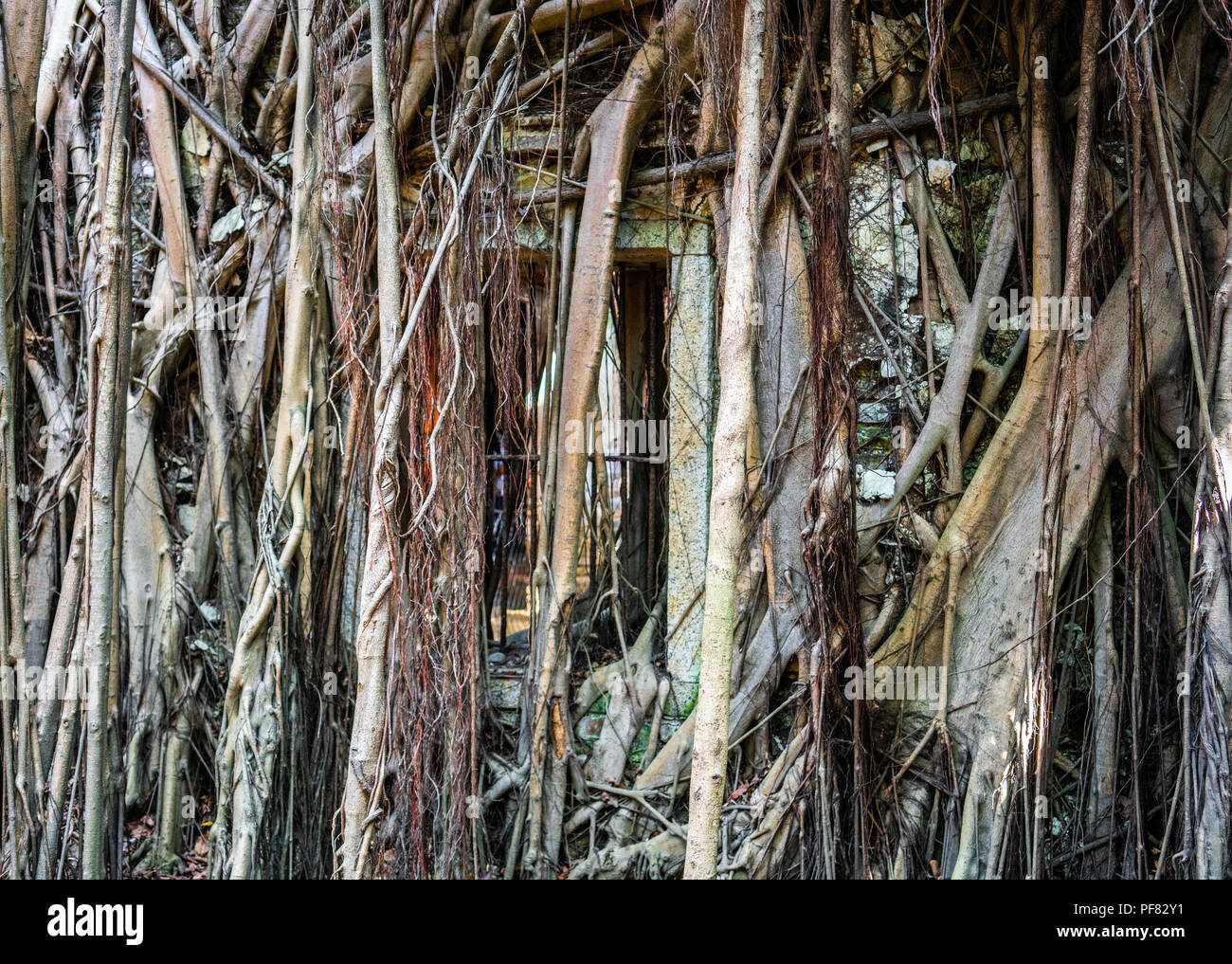 Wall and window covered by banyan tree roots in treehouse in Anping ...