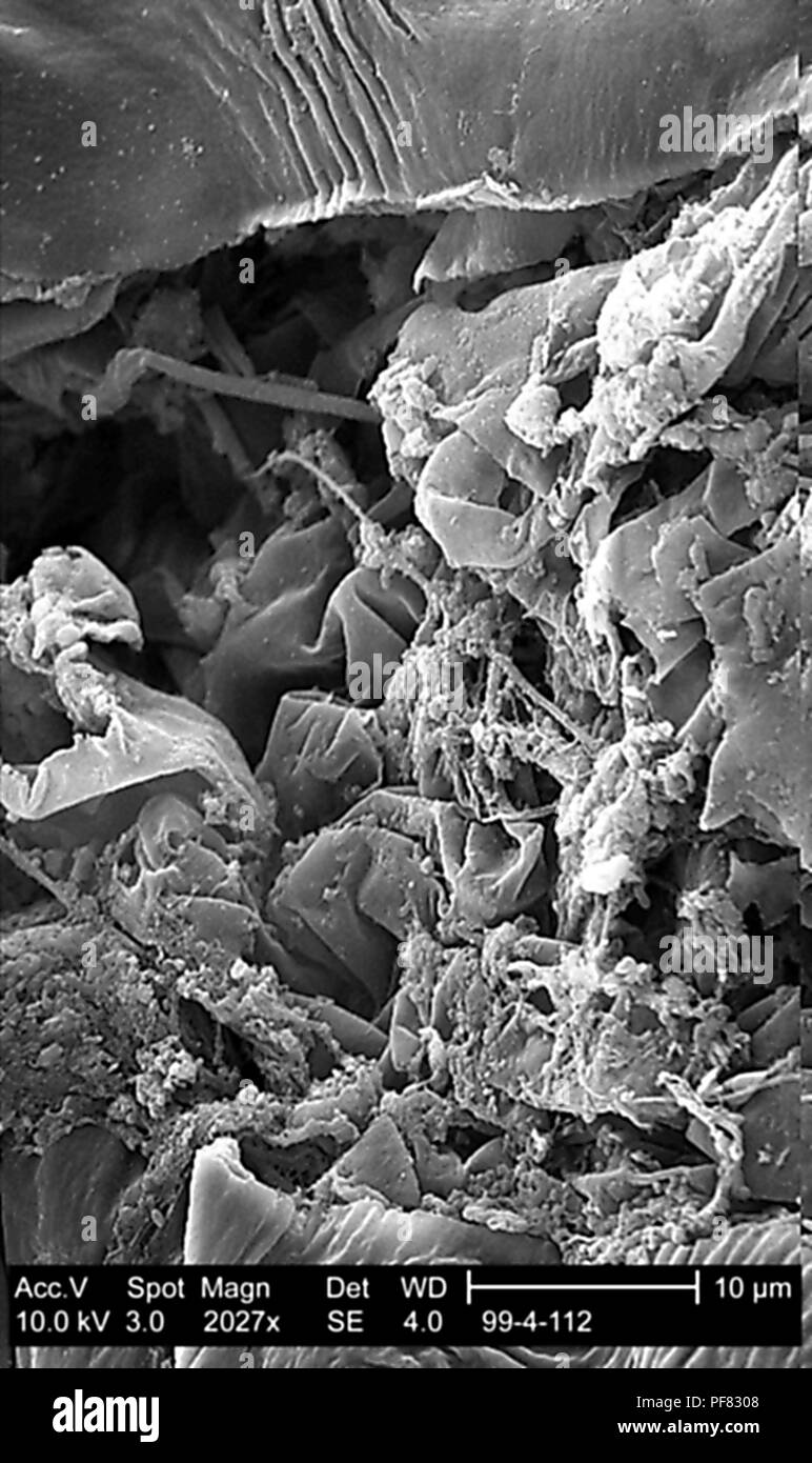 Leaf spot disease parsley Black and White Stock Photos & Images Alamy