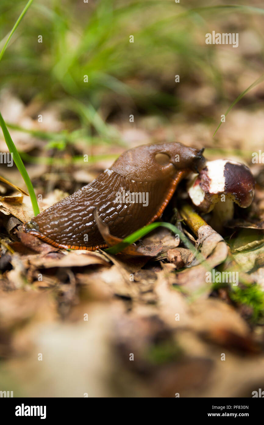 Large terrestrial gastropod mollusc hi-res stock photography and images ...