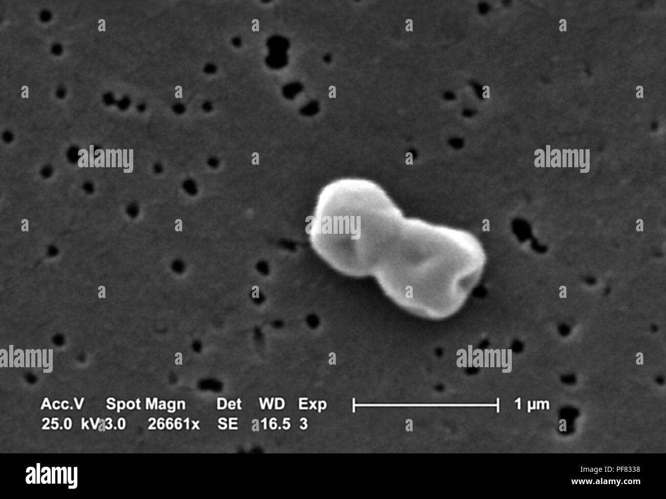 Gram-negative, non-motile Acinetobacter baumannii bacteria revealed in the 26661x magnified scanning electron microscopic (SEM) image, 2004. Image courtesy Centers for Disease Control (CDC) / Matthew J. Arduino, DrPH, Janice Carr, Jana Swenson. () Stock Photo