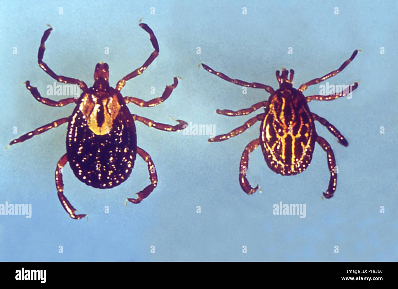 Two hard ticks (Amblyomma), carriers of the Lyme disease, 1975. Image courtesy Centers for Disease Control (CDC). () Stock Photo