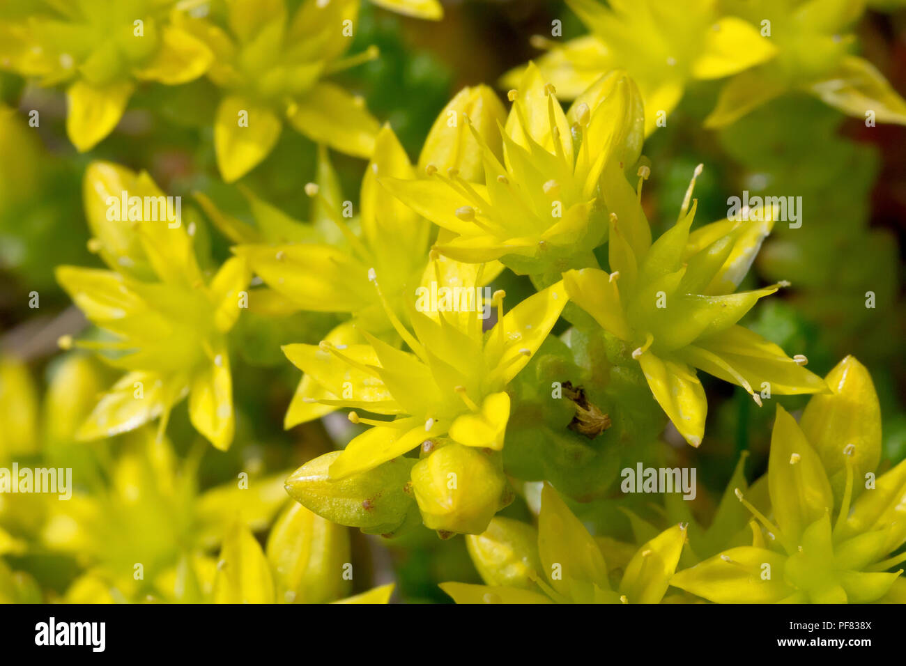 Biting Stonecrop (sedum acre), also known as Wallpepper, a closeup of the flowers. Stock Photo