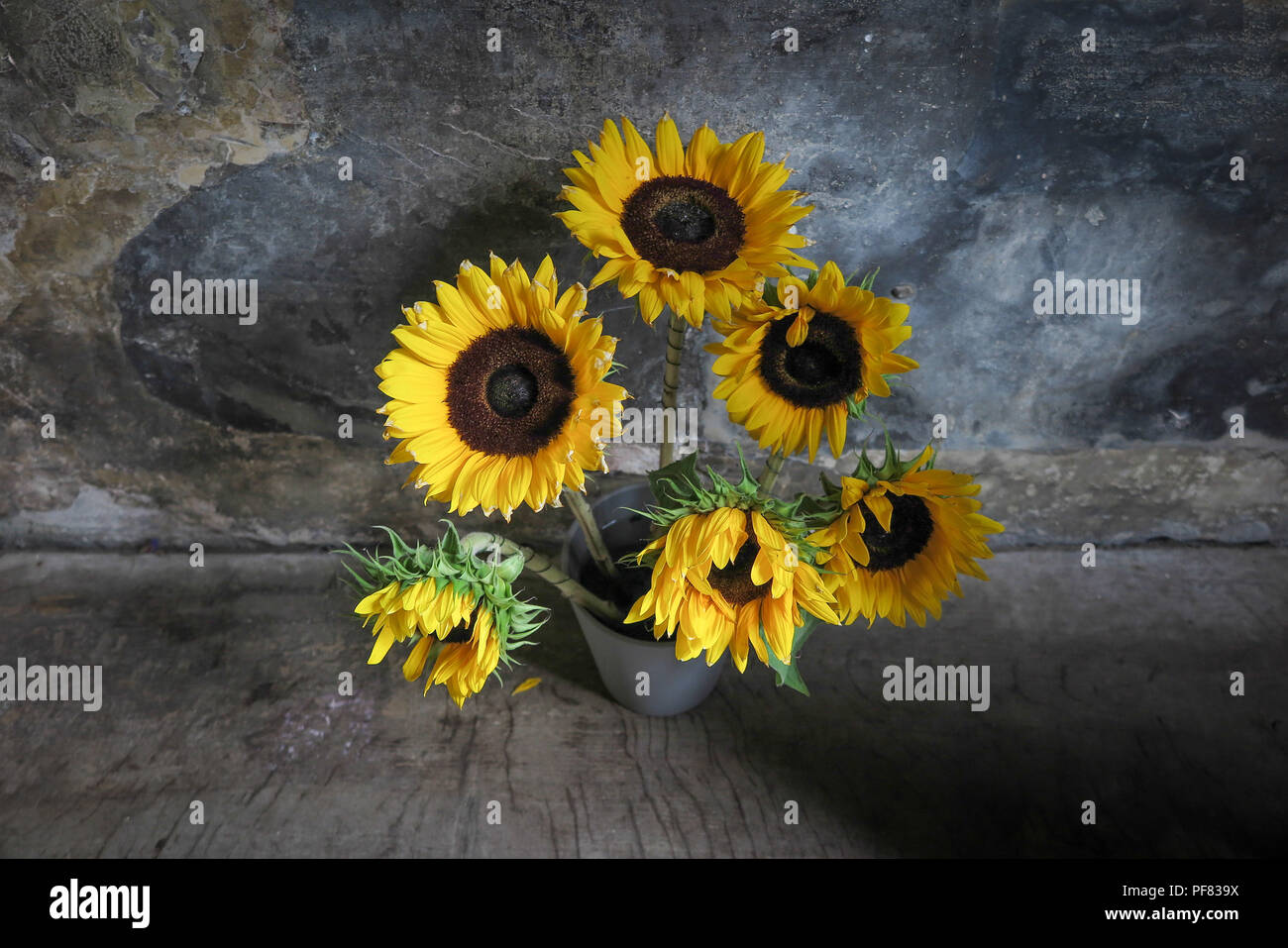 Sunflowers Stock Photo