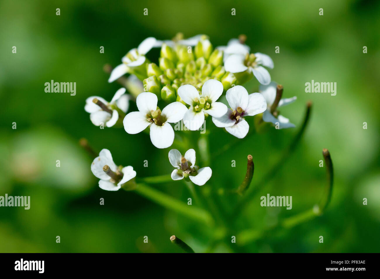Watercress (nasturtium officinale), close up of a single flower head with developing seed pods. Stock Photo