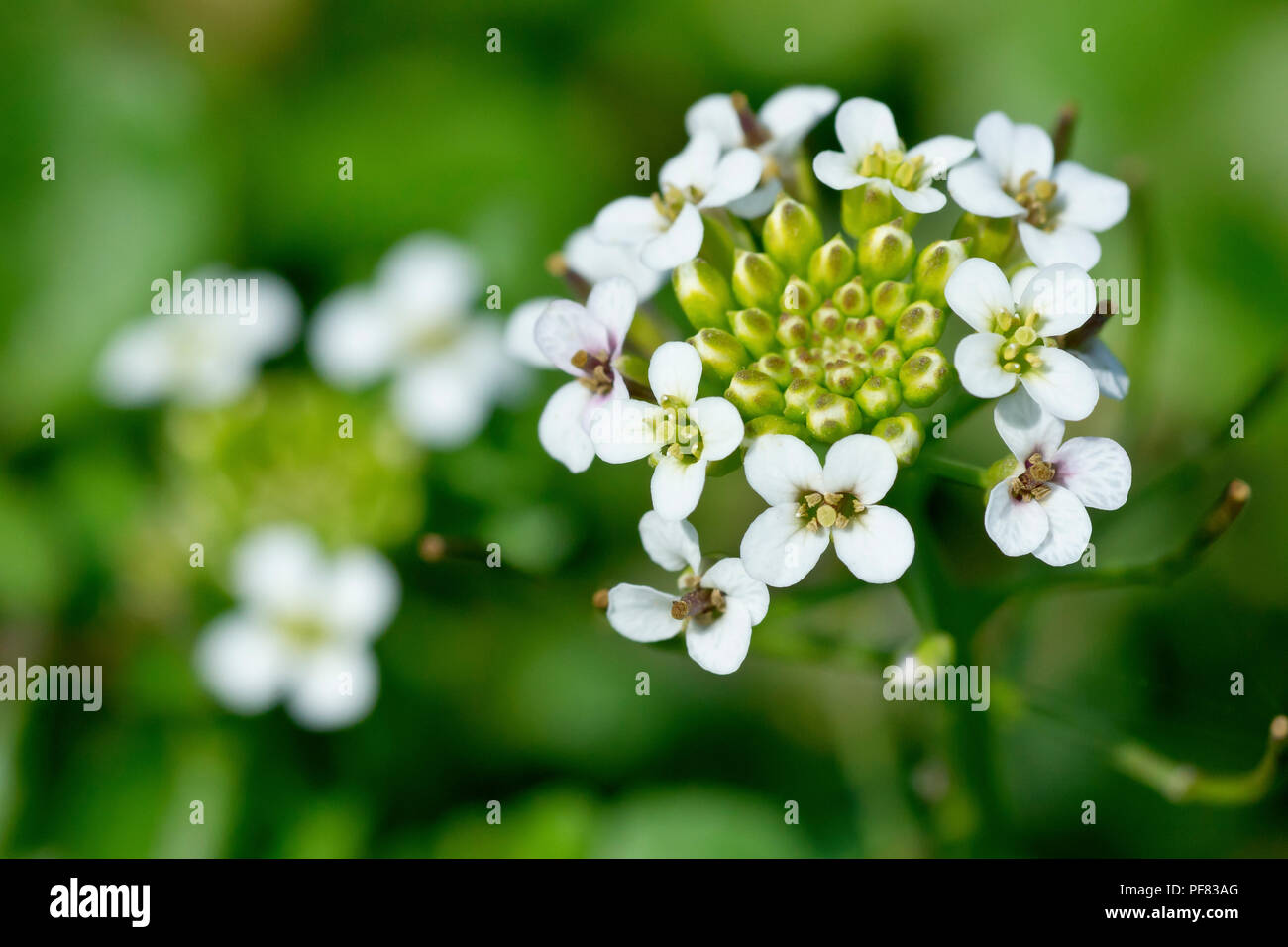 Watercress (nasturtium officinale), close up of a single flower head with another in the background. Stock Photo