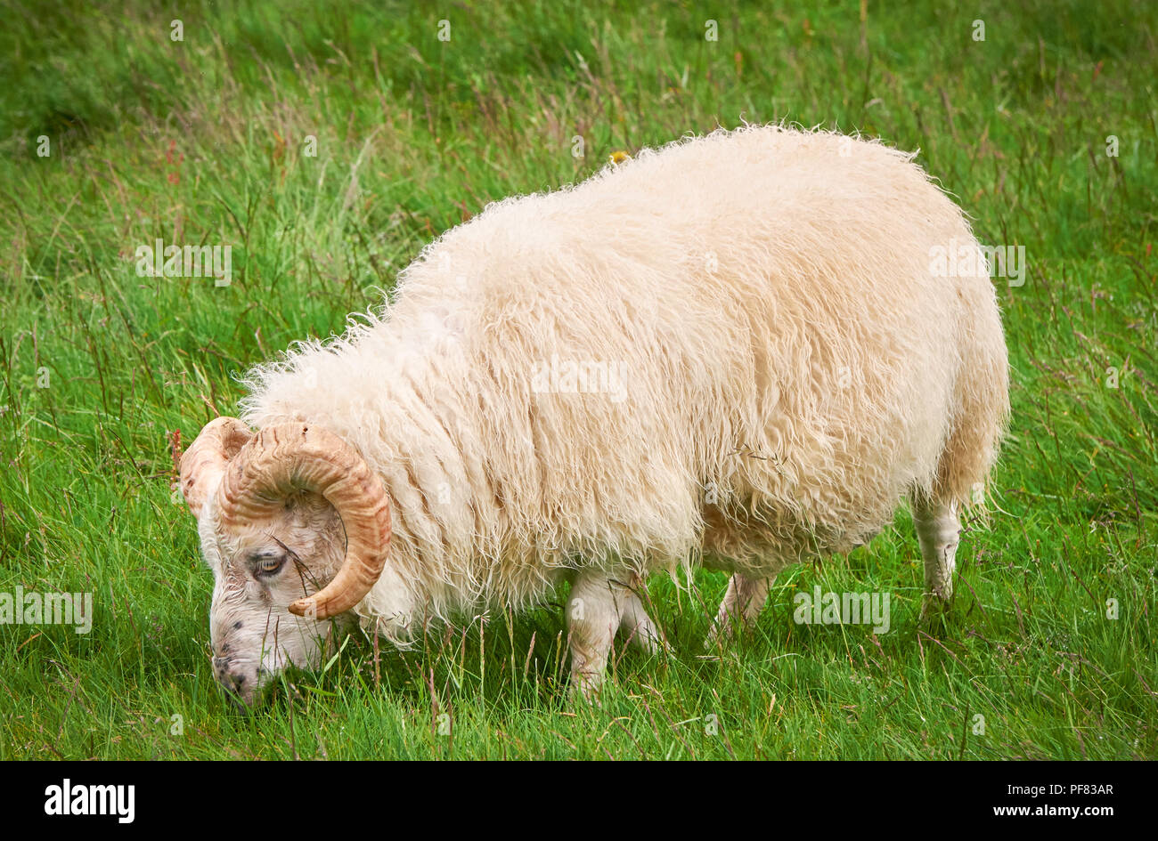 Goat in field, free isolated. Steep goats. Goats eating grass, Goat on a pasture, Little goat portrait, Goat and green grass, Cattle free Stock Photo