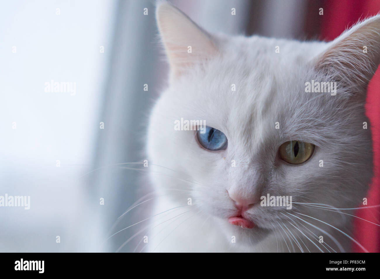 Cat with 2 different-colored eyes (heterocromatic eyes) — Turkish Angora. It is a cat with heterochromia. Cat shows tongue Stock Photo