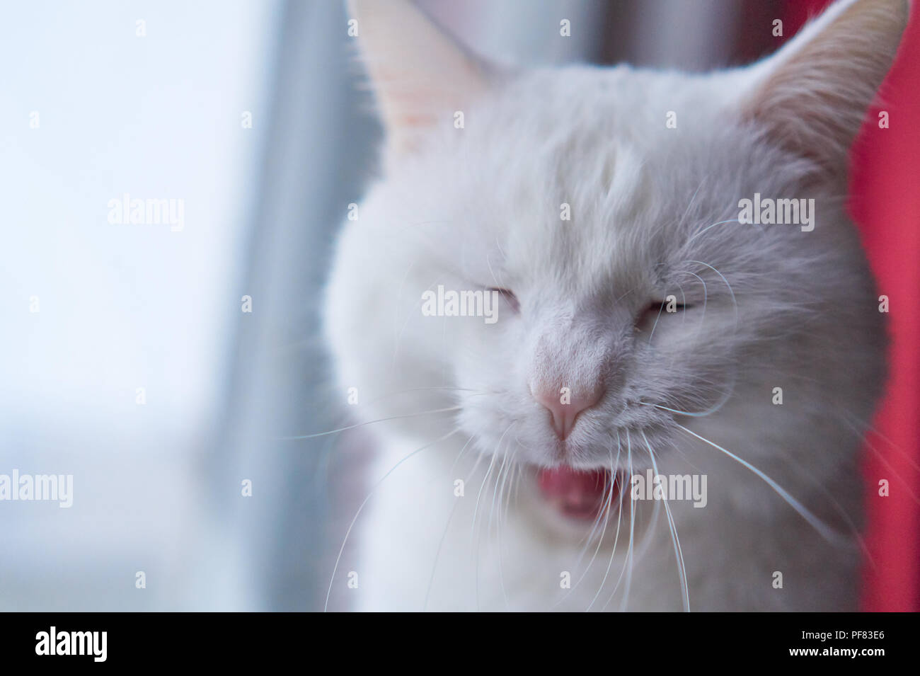 Yawning cat with 2 different-colored eyes (heterocromatic eyes) — Turkish Angora. It is a cat with heterochromia. Cat yawns, showing teeth Stock Photo