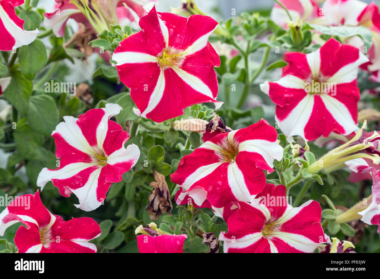 Red and white flowers of Petunia in the garden Stock Photo - Alamy