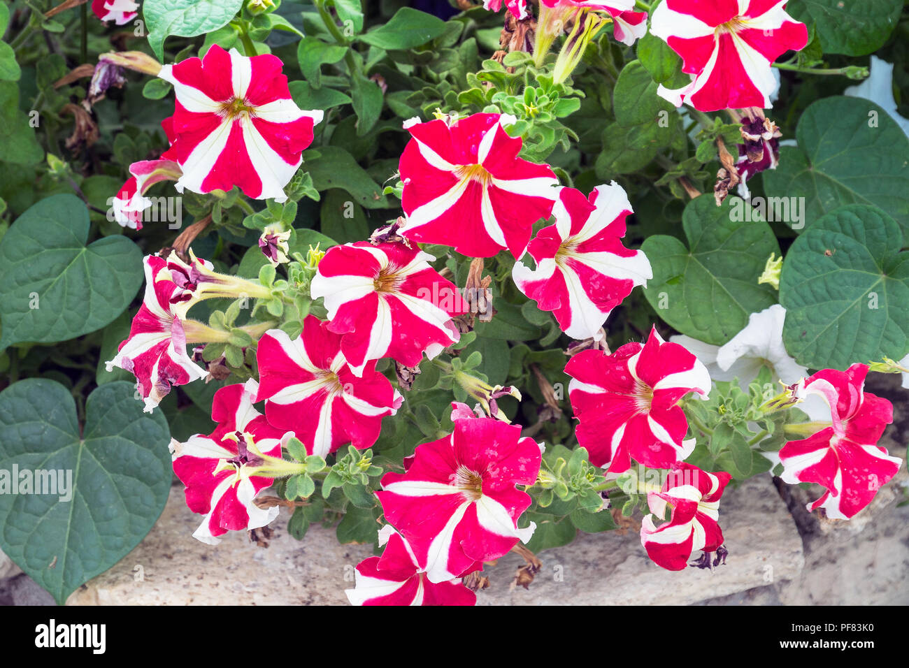 Red and white flowers of Petunia in the garden Stock Photo Alamy