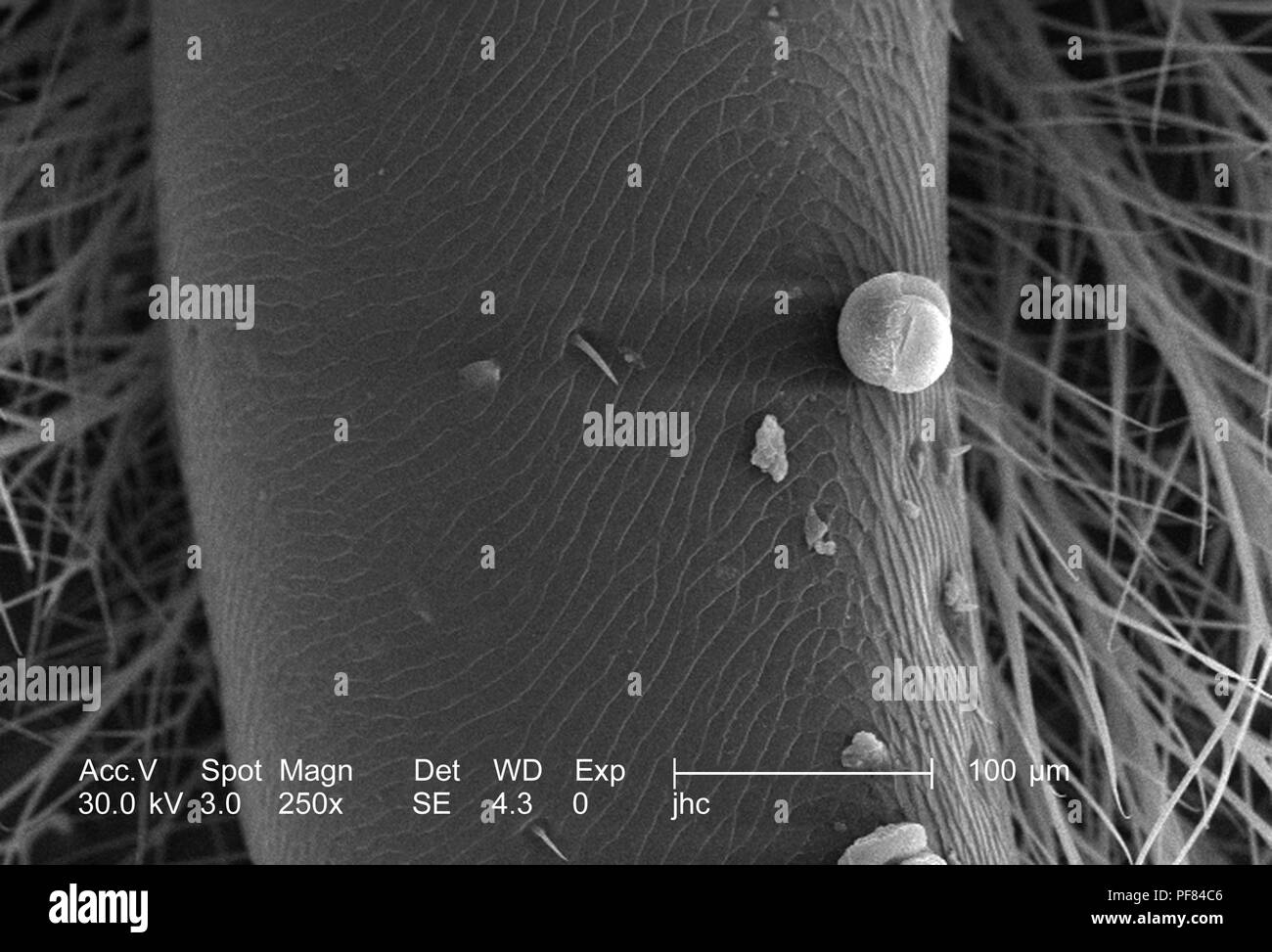 Ultrastructural morphologic features on the surface of a carpenter bee's head (Xylocopa virginica) found in Decatur, Georgia, depicted in the 250x magnified scanning electron microscopic (SEM) image, 2006. Image courtesy Centers for Disease Control (CDC) / Janice Carr, Oren Mayer. () Stock Photo