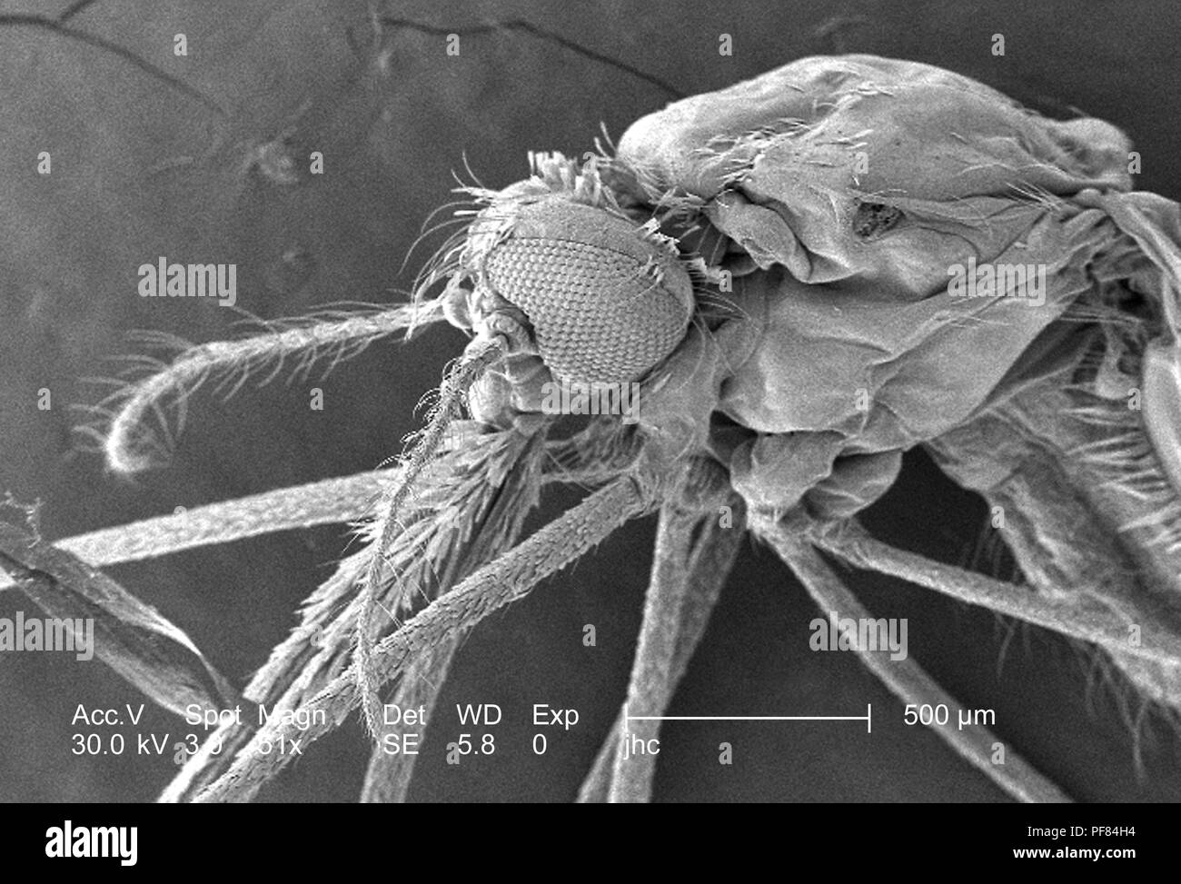Ultrastructural morphologic features of the head and thoracic regions of an Anopheles gambiae mosquito, revealed in the 51x magnified scanning electron microscopic (SEM) image, 2006. Image courtesy Centers for Disease Control (CDC) / Dr Paul Howell. () Stock Photo