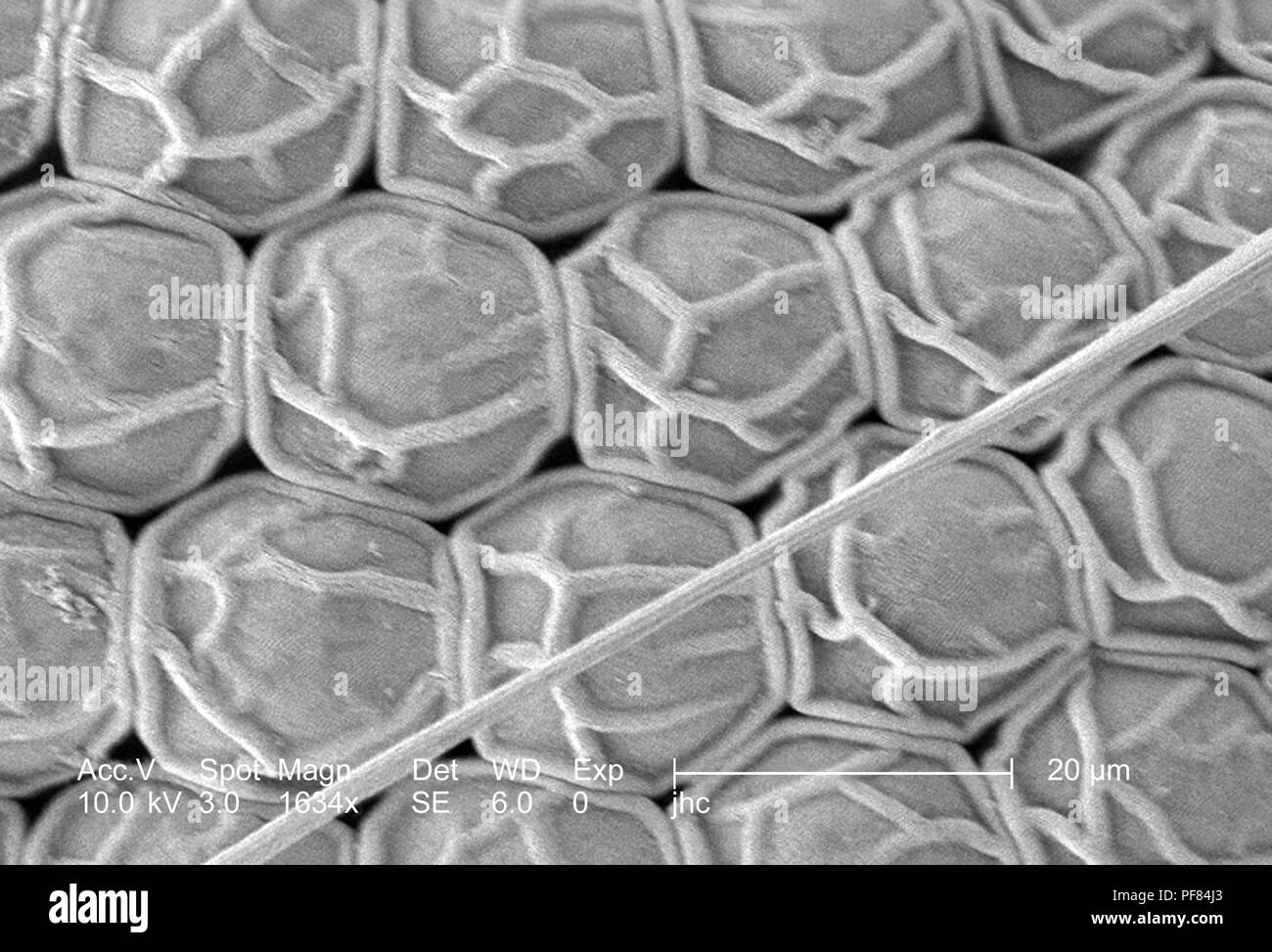 Compound eye sem hires stock photography and images Alamy