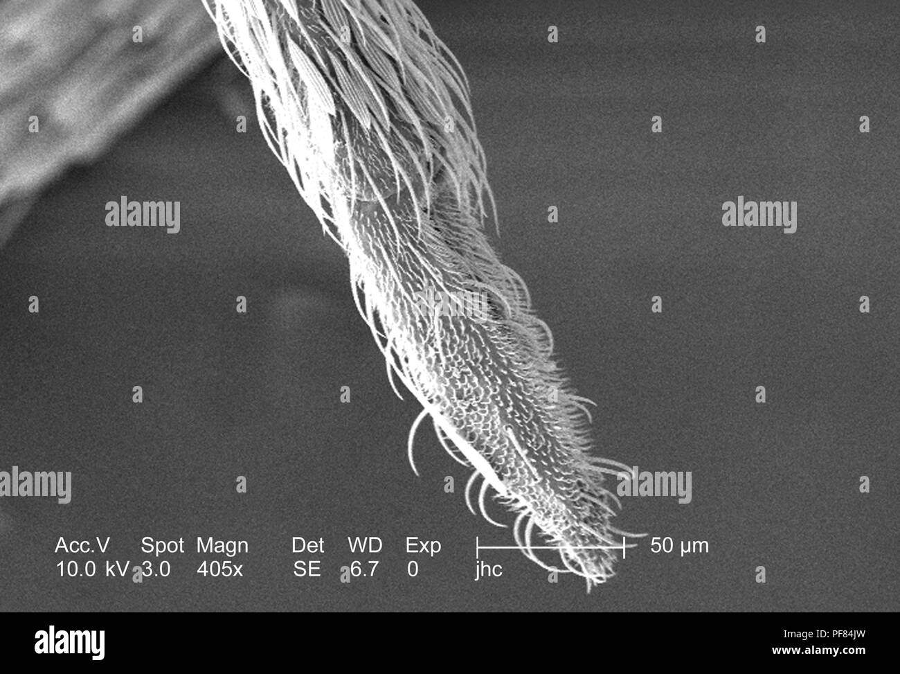 Ornately festooned tip hires stock photography and images Alamy