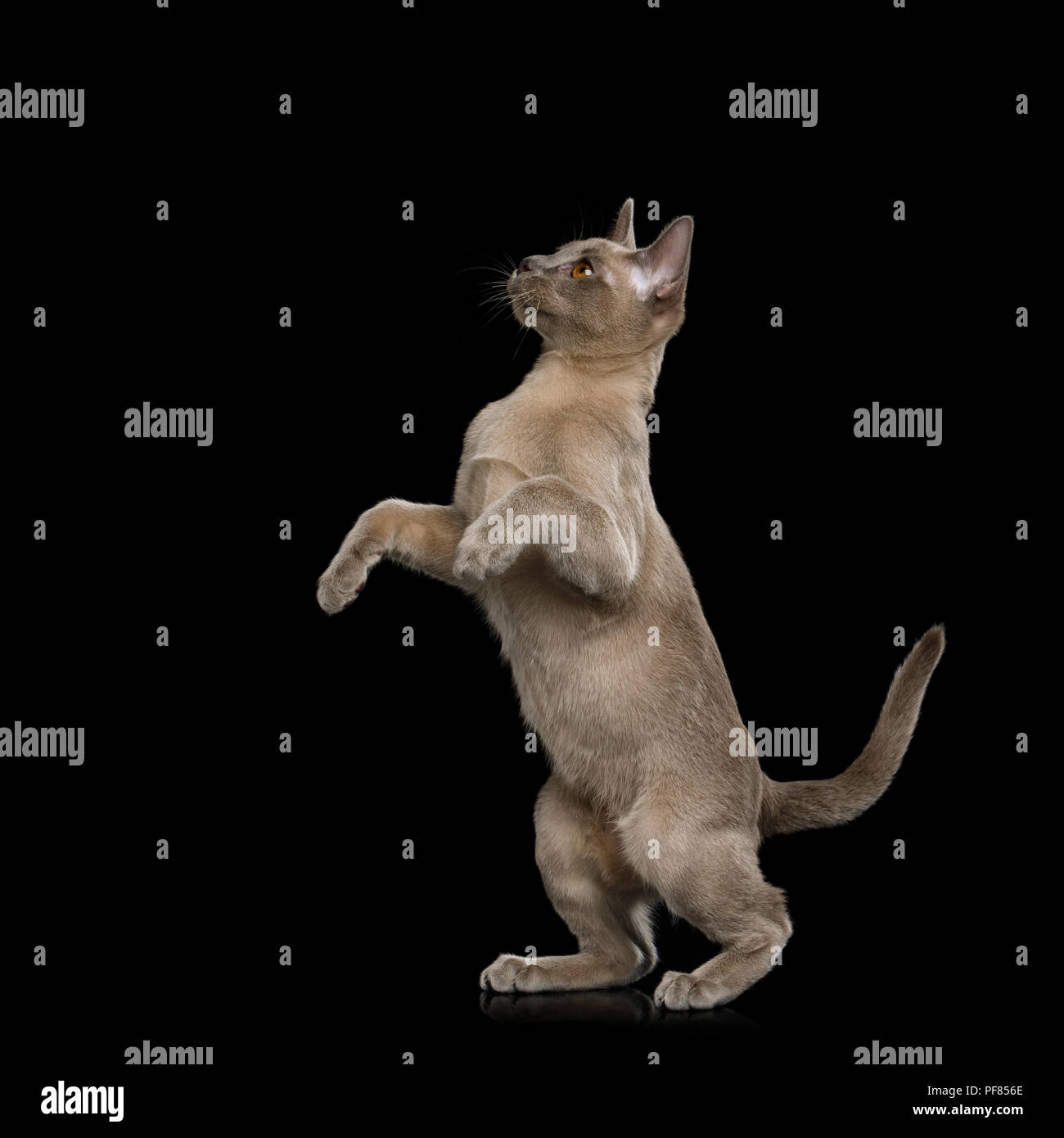 Kitten hotsell raising paws