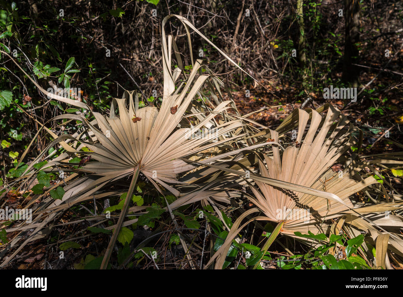 Dead palm fronds sit among debris on North Florida forest floor. Stock Photo