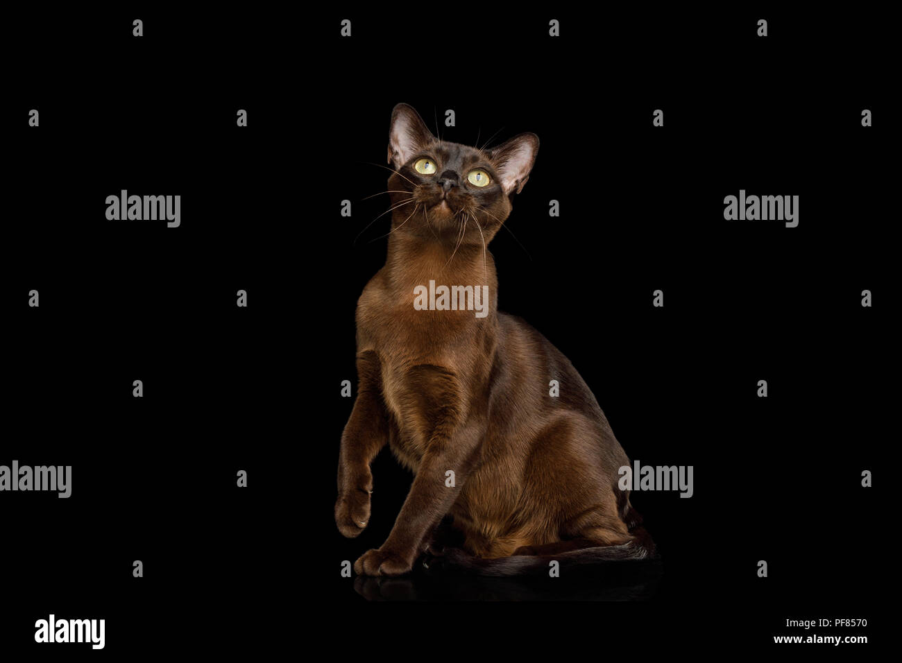 Amazing Brown Cat sitting and Looking up on isolated black background, front view Stock Photo