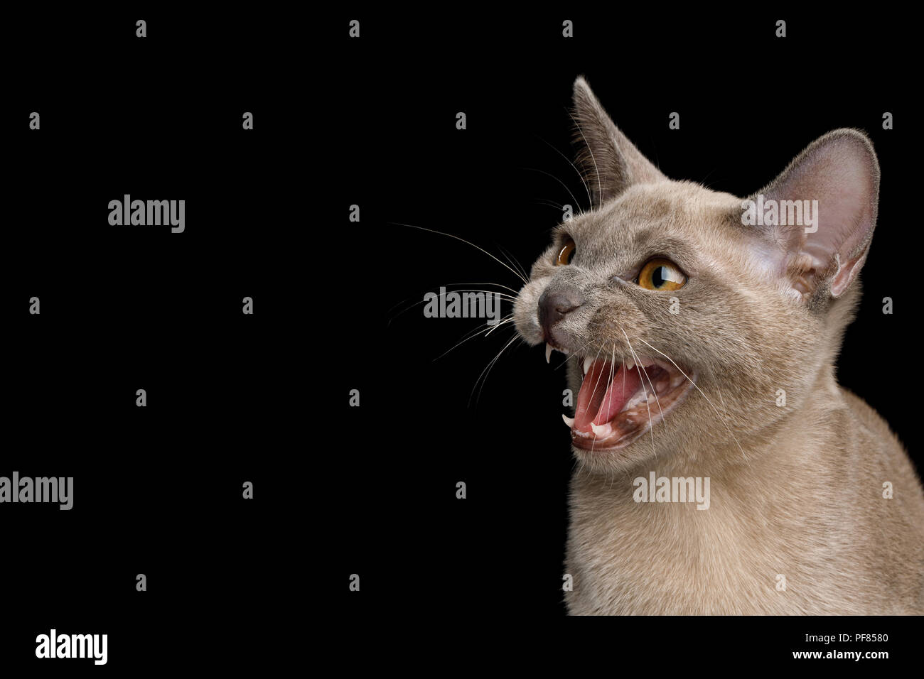 Cat, exotic shorthair, angry-looking face, front view, gaming logo, white  background