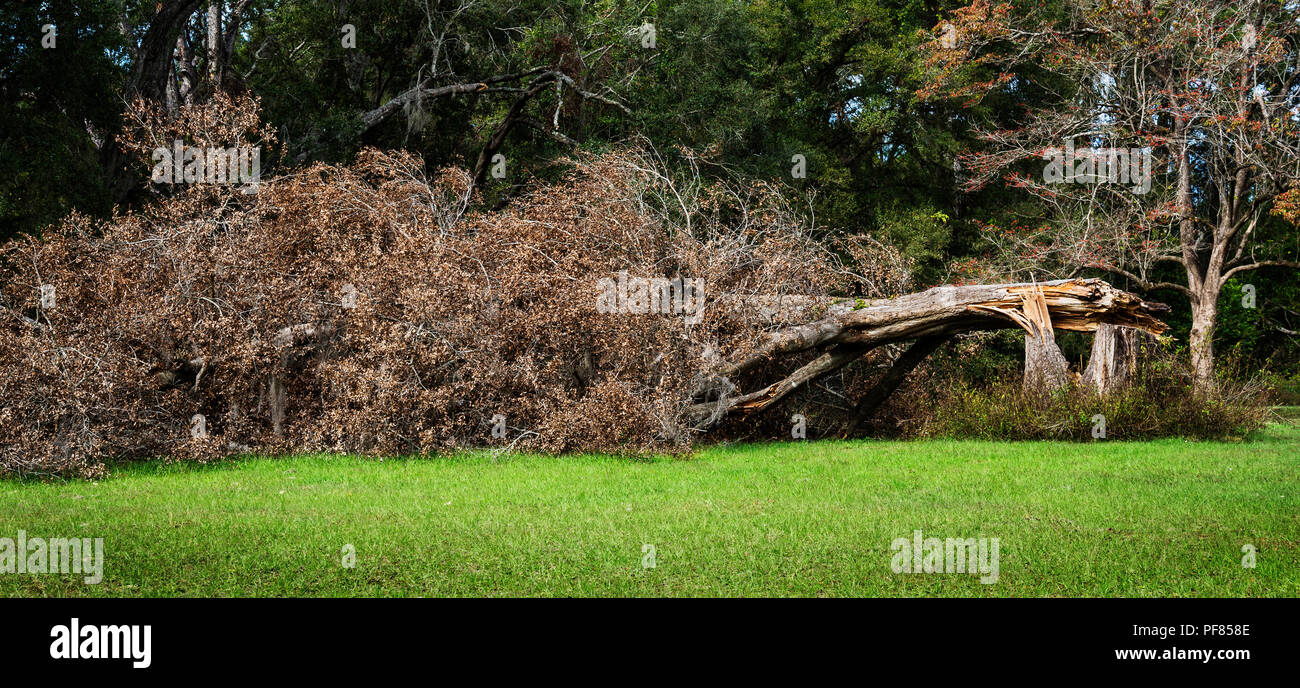 Large Oak tree downed during Hurricane Irma in North Central Florida. Stock Photo