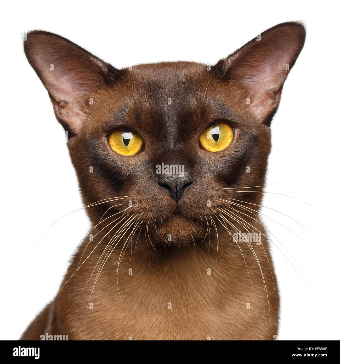 Brown sable burmese cat hi-res stock photography and images - Alamy