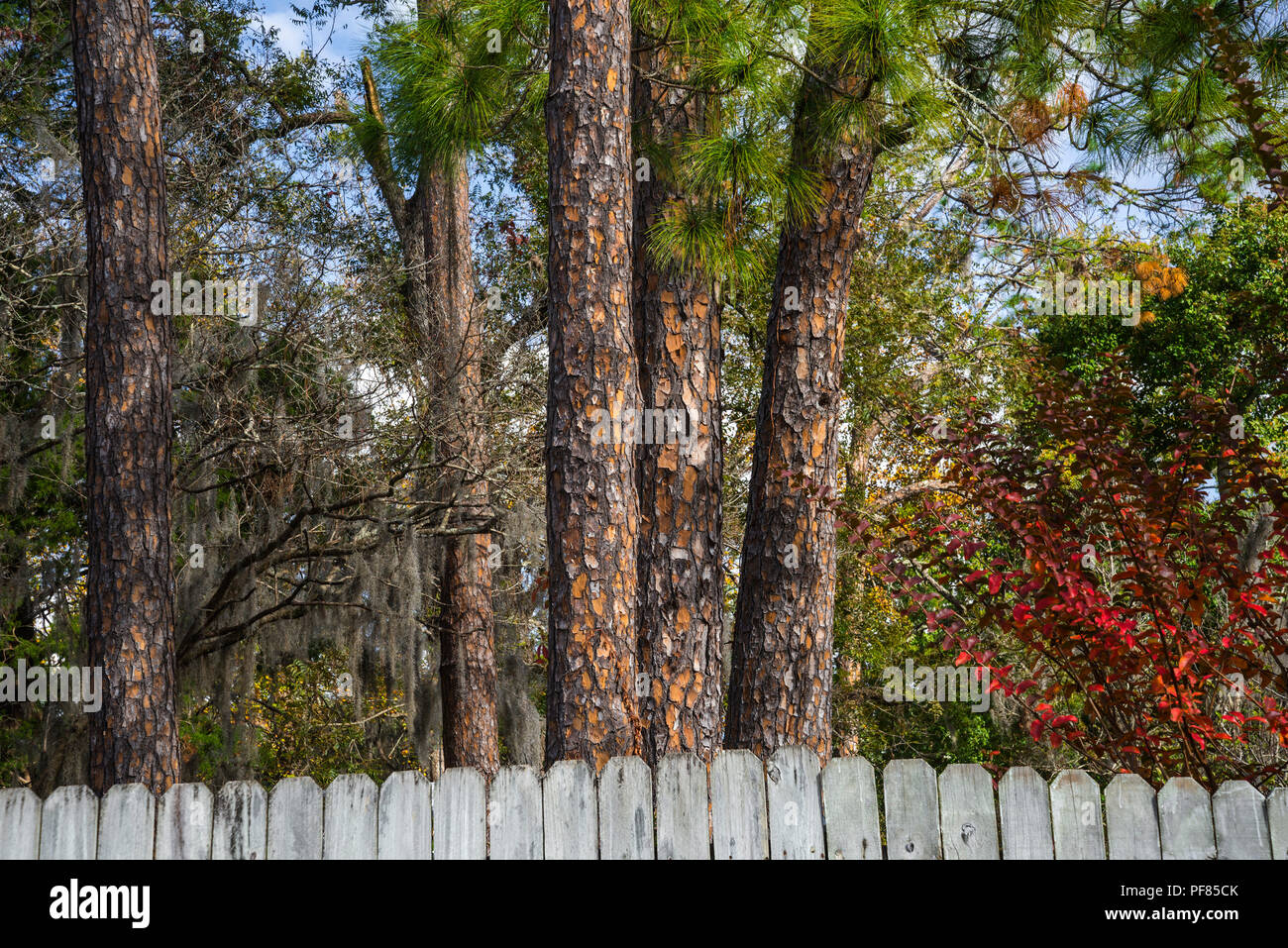 Natural landscape showing details of native Florida pine trees and other vegetation. Stock Photo
