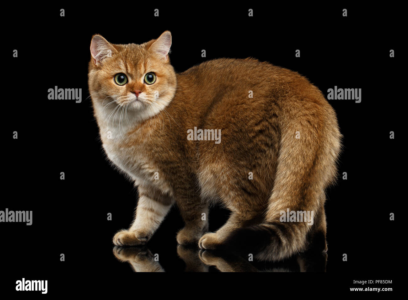 Gold cat cheap breed