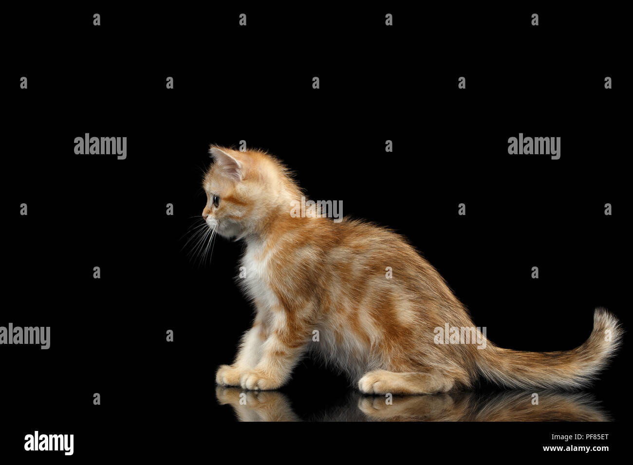Cute British Breed Kitty Gold Chinchilla Color With Tabby Sitting