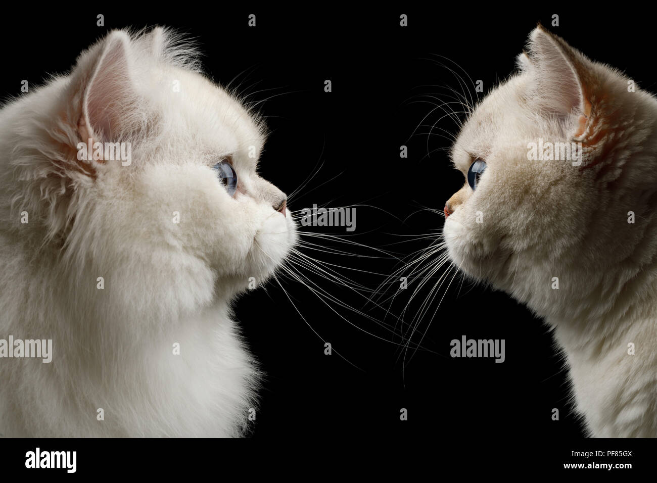 Portrait of Twi British breed Cats White color with Blue eyes, Stare at side on Isolated Black Background, profile view Stock Photo