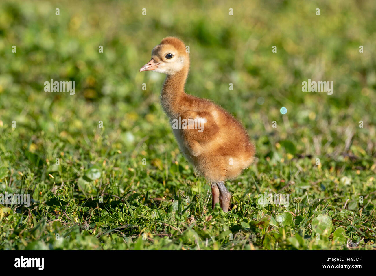 Young sandhill crane chick called a colt Stock Photo - Alamy