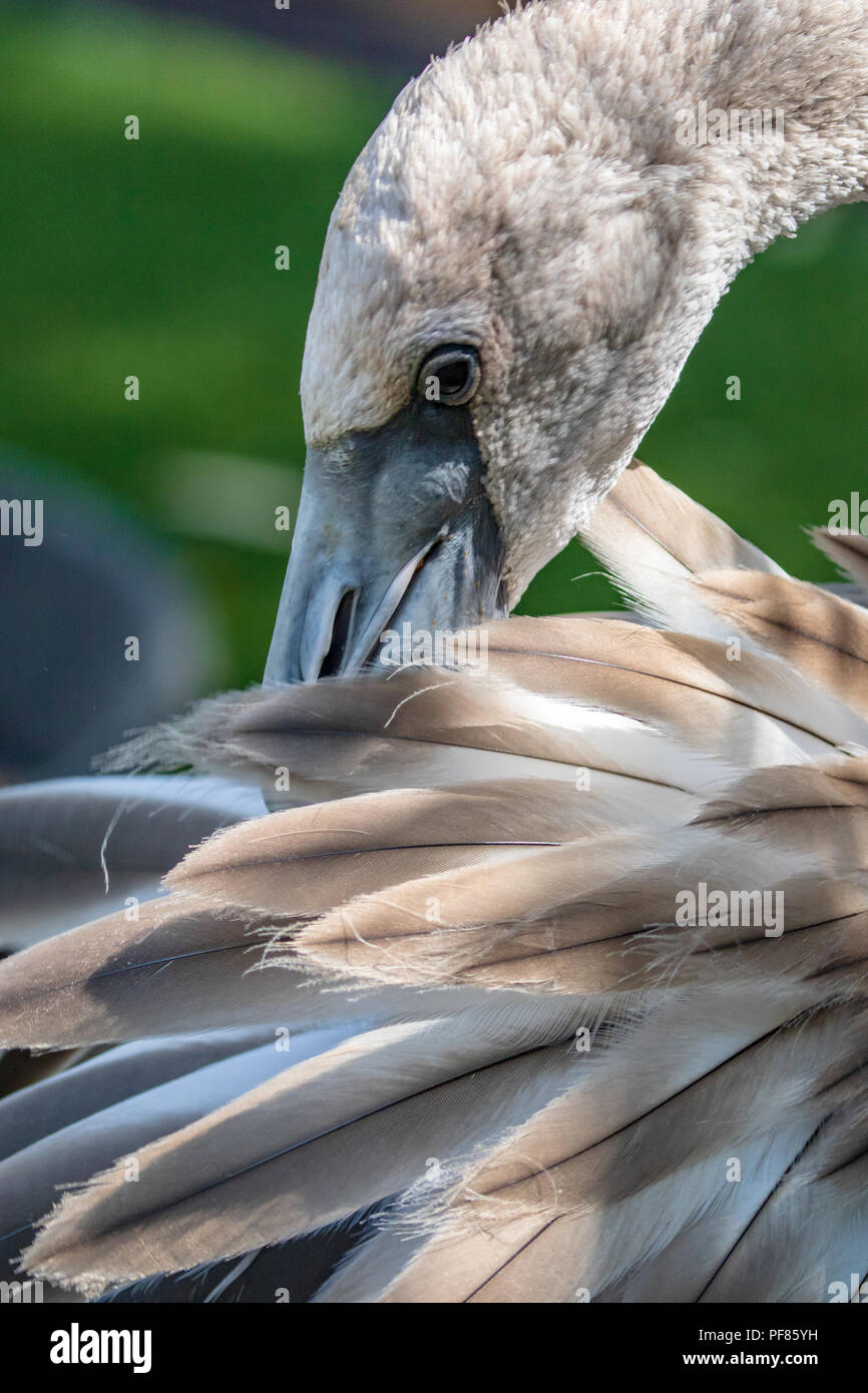 Juvenile Greater Flamingo - Phoenicopterus roseus - Captive Specimen Stock Photo