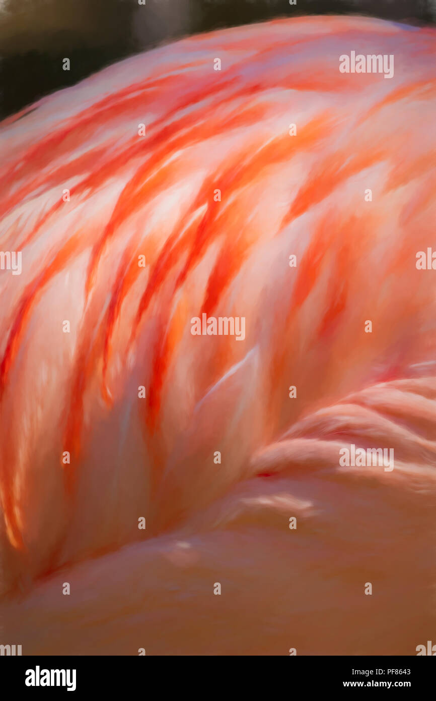 Greater Flamingo Feather Closeup - Phoenicopterus roseus Stock Photo