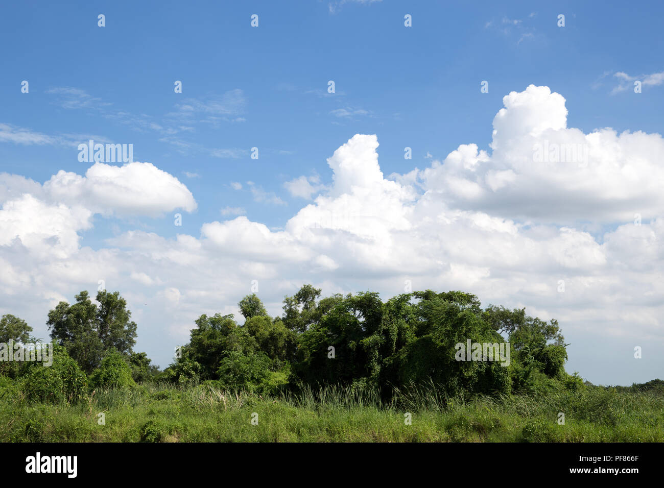 Beautiful white clouds with blue sky and green bushes clear day Stock ...
