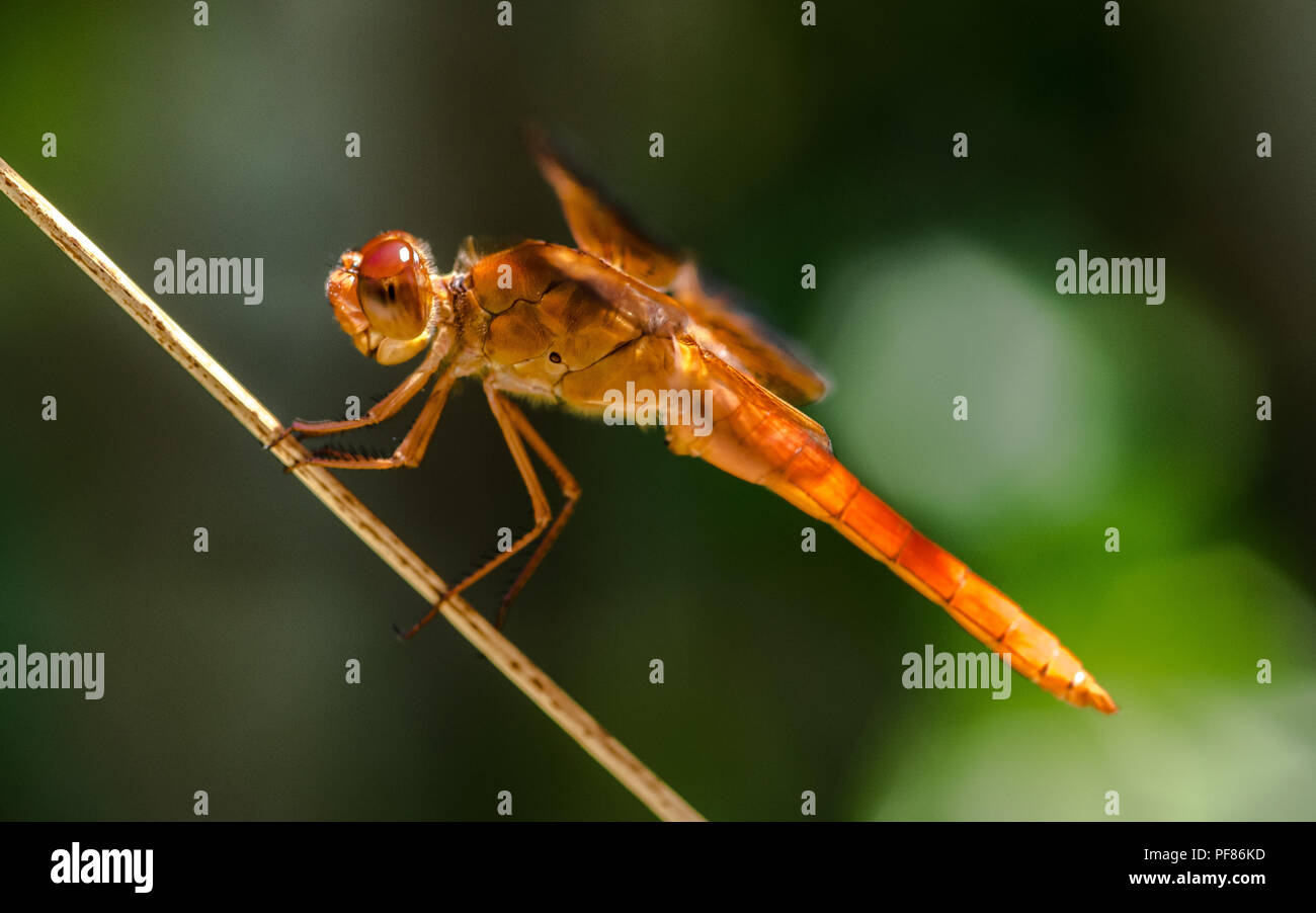 A big red dragon fly resting on a reed with large compound eyes Stock Photo
