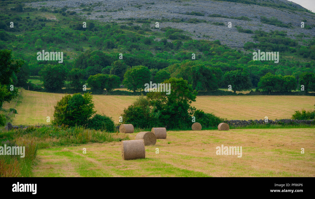 hay bales on an Irish farm in the country. Stock Photo