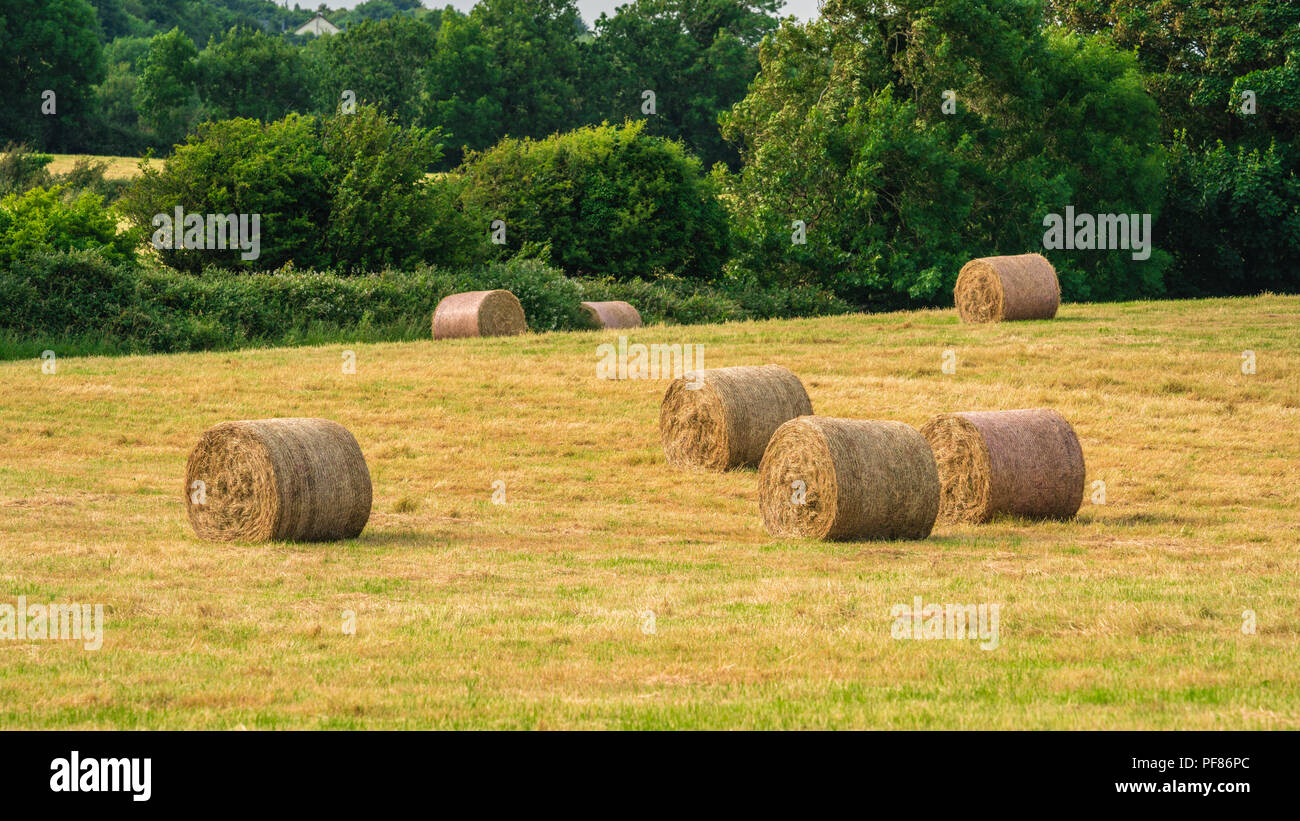 hay bales on an Irish farm in the country. Stock Photo